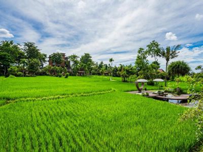 Kajane Yangloni - Ubud - Bali -rijstveld