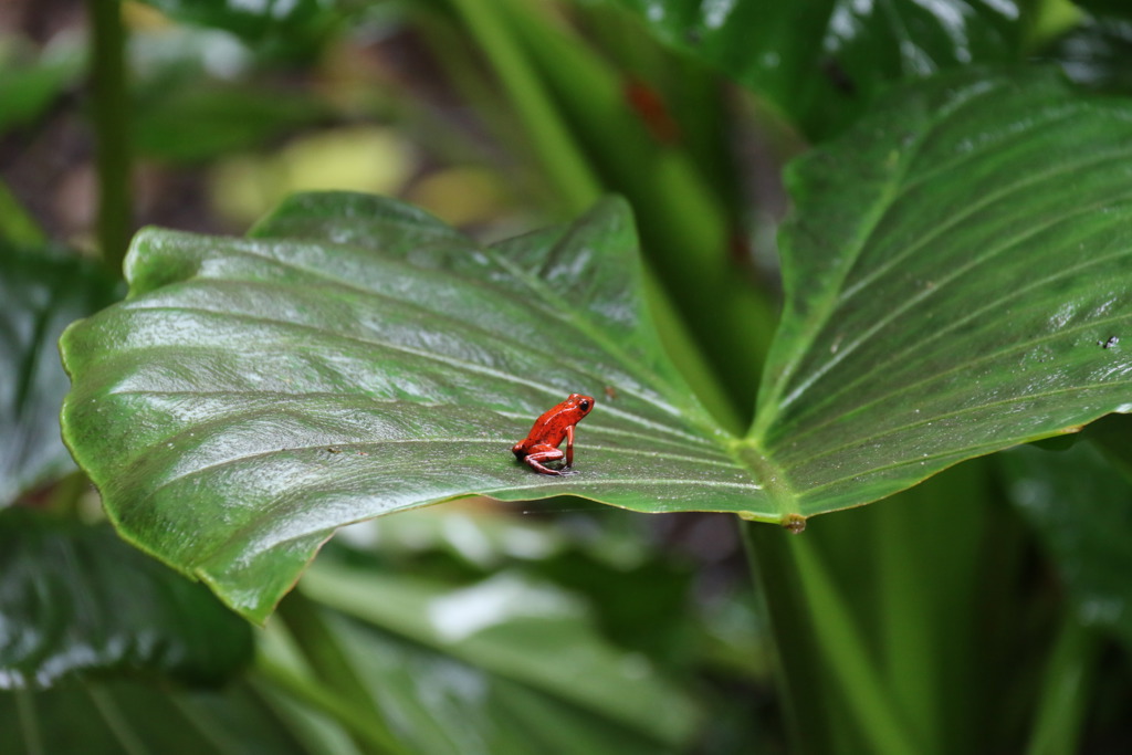 Torsten Ermstrang - Costa Rica (2).jpg