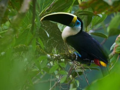 Route Ecuador, 22 dagen inclusief Yarina - Day 6