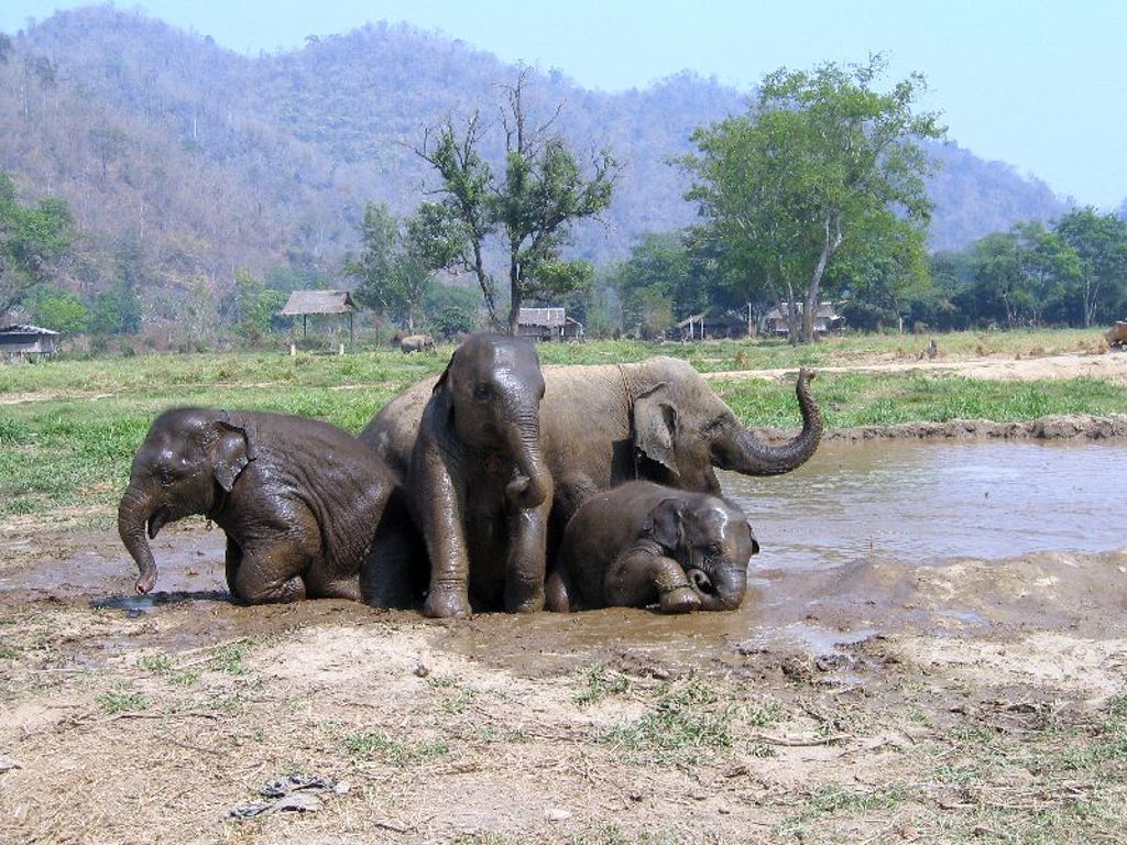 Elephant Nature Park