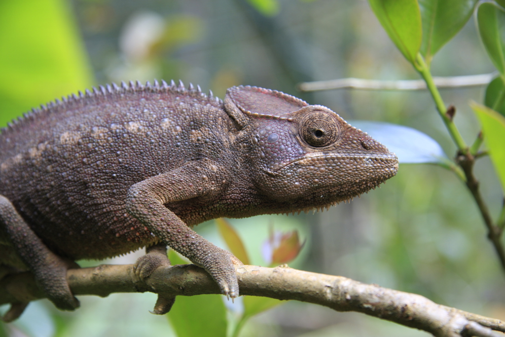 Kameleon - Madagascar