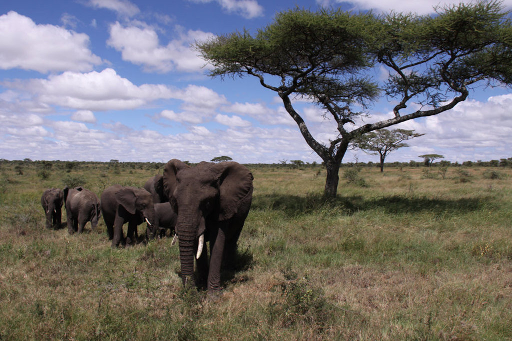 main_Kenia_-_Tanzania_-_dieren__226_.jpg