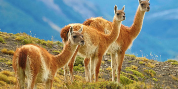 Groepsrondreis Patagonië