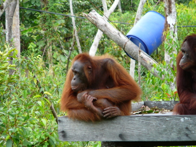 Kalimantan, 22 dagen - Day 5