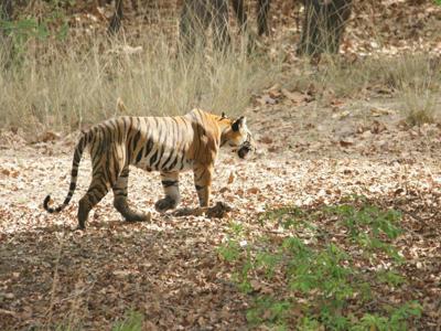 Ranthambore NP