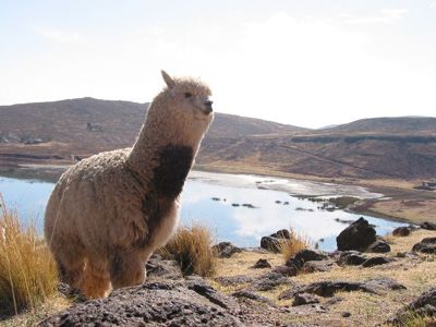 Route Argentinië, Bolivia en Peru, 28 dagen - Dag 19