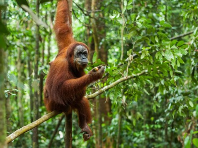 Route Sumatra, Java en Bali, 30 dagen - Day 5