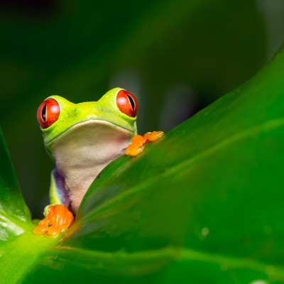 Groepsrondreis Costa Rica Hoogtepunten