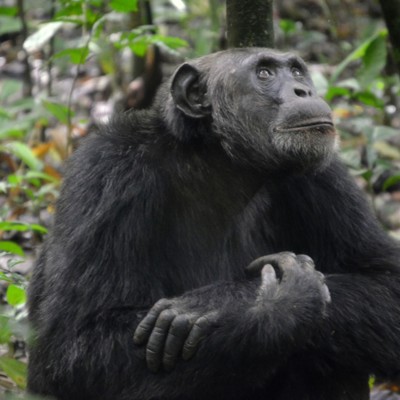 Chimpanseepermit Kibale Forest