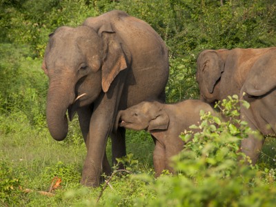 15-daagse Fietsreis Sri Lanka - Day 12