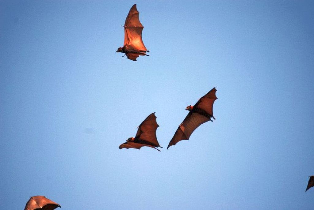 Vleermuizen Indonesië