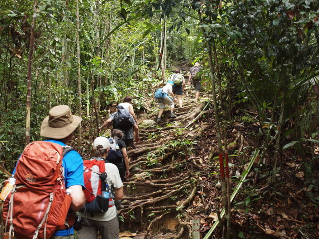 main_Maleisisch_Borneo_Lisette_Thamm__11_.jfif