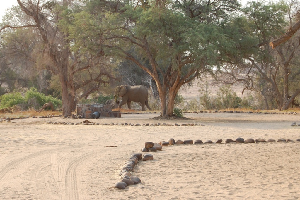 14_Damaraland_olifant_op_de_camping.jpg