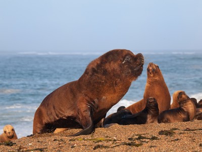 Standaard route Patagonië - Dag 5