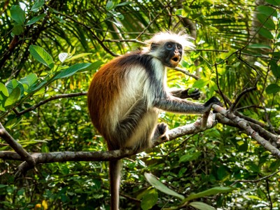Kenia, Tanzania en Zanzibar, 22 dagen - Dag 19