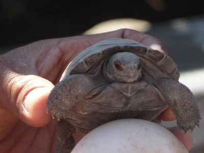 Galapagoseilanden - Day 4