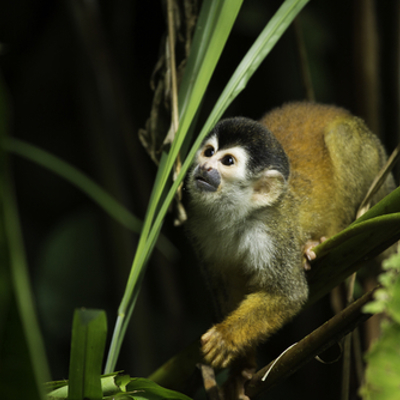 Corcovado Nationaal Park (ter plekke betalen)