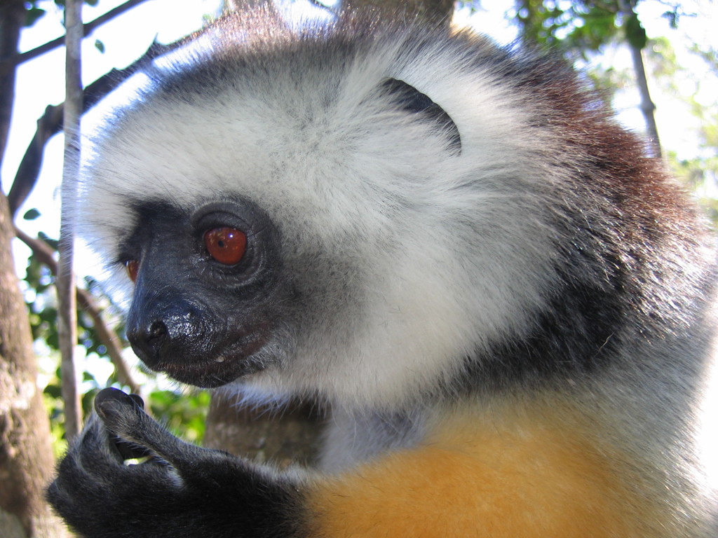 Lemur - Madagascar