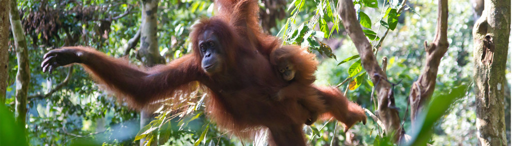 Familiereis Sumatra, Java, Bali