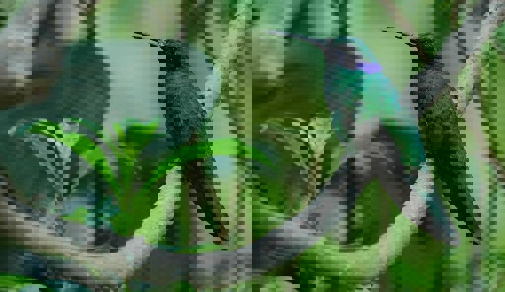 main_kolibri1-001.jfif