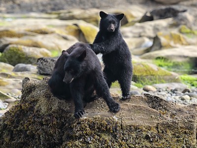 Route Canada Hotelreis, 15 dagen, 2025 - Day 9
