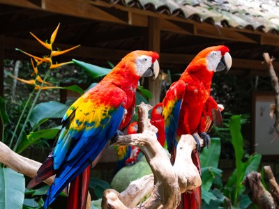 Route Guatemala en Honduras, 19 dagen - Day 11