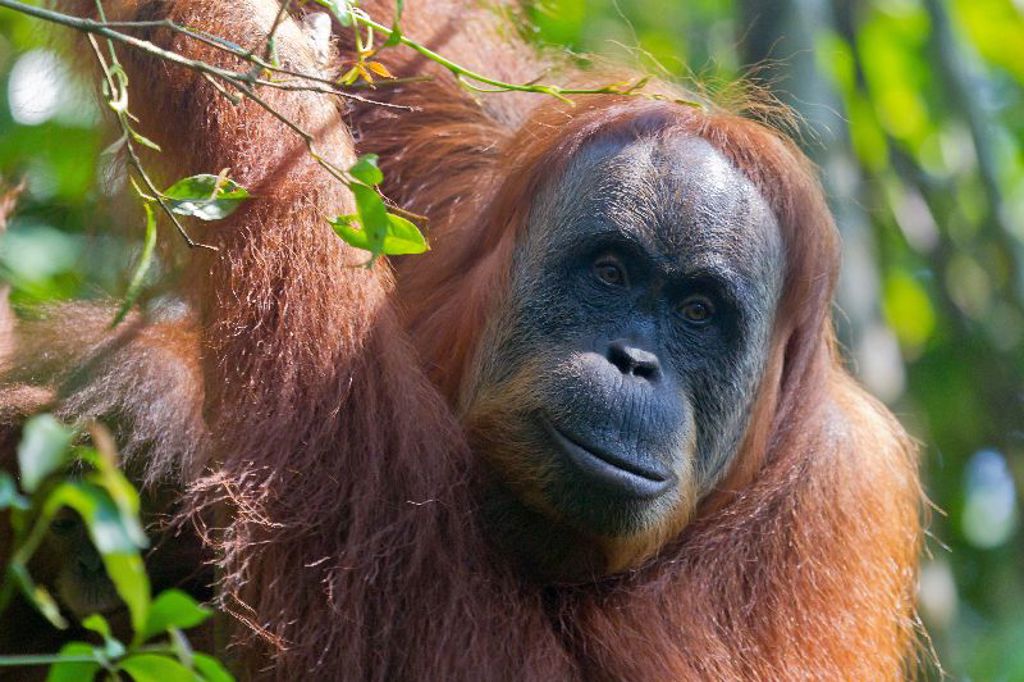 familiereis Indonesië orang oetan