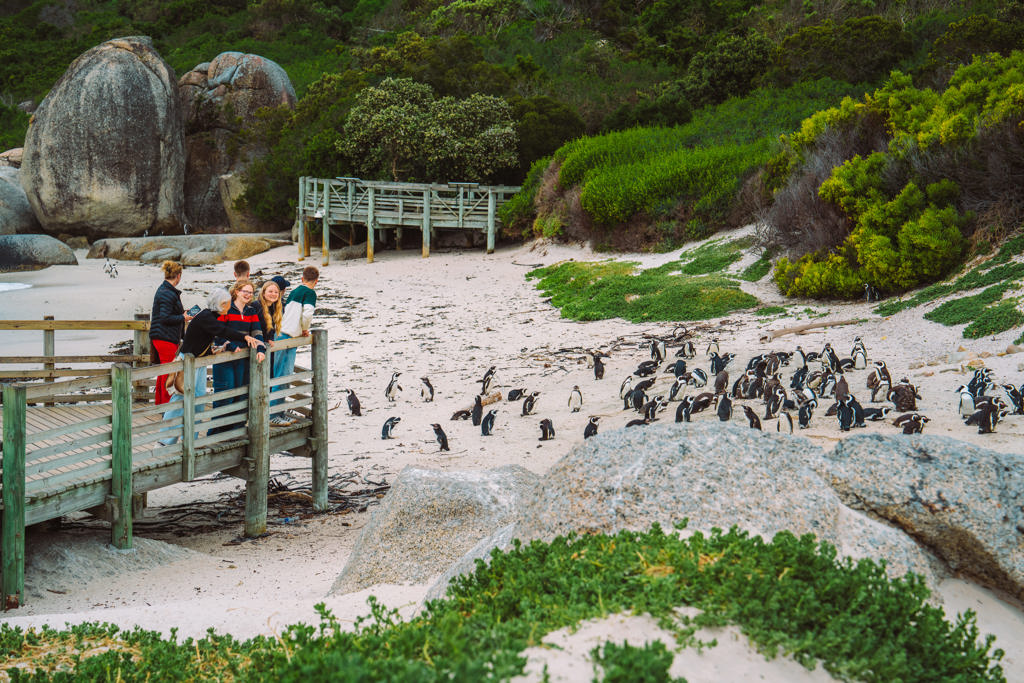 ZAF - Zuid-Afrika Boulders Beach (2).jpg